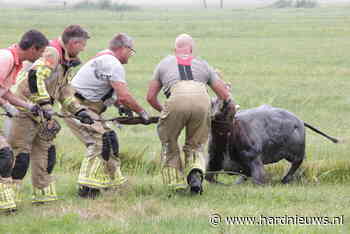 Koe springt twee keer in een sloot, Cors Rijkeweg Eemnes - Hardnieuws