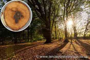 Blackburn with Darwen council team tackling ash dieback disease