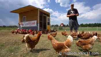 Minnesota farm gives people a chance to try 'nesting' with a flock of chickens