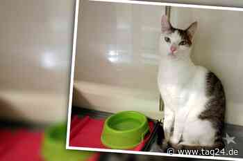 "Er kam, sah und wird siegen": Kleiner Rocky möchte Euer Herz erobern - TAG24