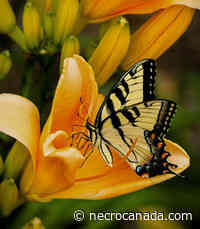 Louisa Joan McBride Zieggel 2022 - Nécrologie Canada