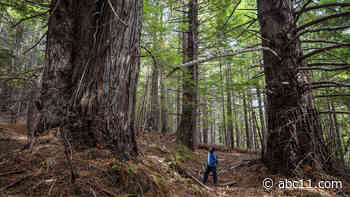 Visitors to world's tallest tree can face $5,000 fines, up to 6 months in jail