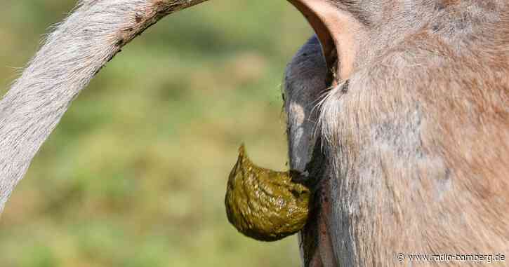 Zu viel Kuhfladen: Minister zahlt Bußgeld für Bauern