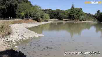 VIDEO | Siccità, la grande sete di parchi e ville storiche di Roma
