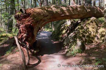 Three trails west of Esquimalt worth checking out - Saanich News