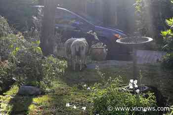 Are ewe looking for two sheep on the lam in Central Saanich? - Victoria News