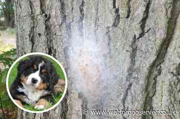 Oak processionary moths found in Carpenders Park Cemetery