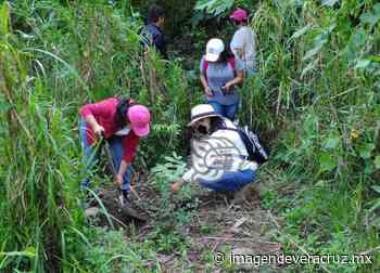Realizan jornada de reforestación en Misantla - Imagen de Veracruz