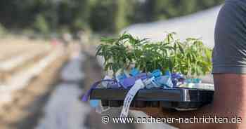 Zufälliger Drogenfund: Polizei findet Cannabisfeld neben der A4