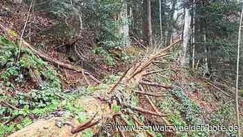 Neues Konzept: Althengstetter Wald wird jetzt sich selbst überlassen