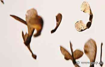 Mathematik und Unberechenbarkeit: Bildhauer Josef Baier stellt im Kulturforum Klosterkirche in Traunstein aus - Traunstein - Passauer Neue Presse - PNP.de