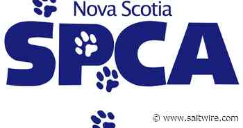 Nova Scotia SPCA lays animal cruelty charges against Windsor woman - Saltwire