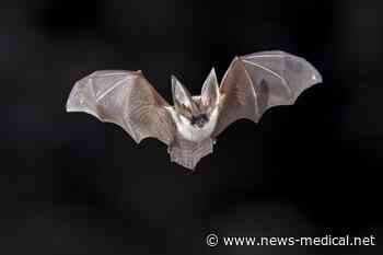 Scientists report exceptional selection pressure on coronavirus host receptors in bats compared to other mammals - News-Medical.Net