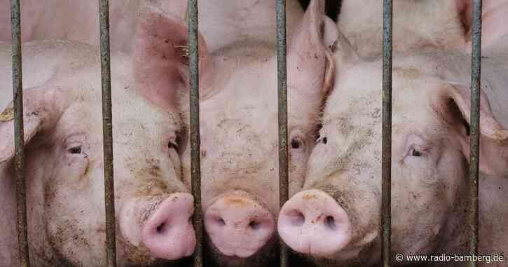 Ohne Antibiotika bei Nutztieren geht nichts – das sagt der Bauernverband zum neuen Gesetz für Viehhalter