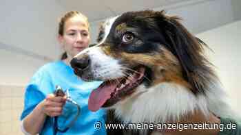 Achtung, Hunde- und Katzenhalter: Bald stehen teure Änderungen an