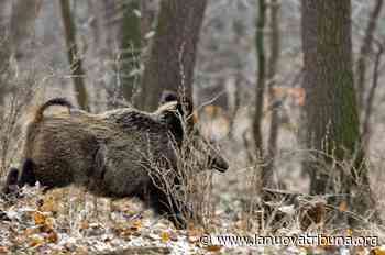 Colleferro - Cinghiali, se le pulizie non bastano si procederà con catture e abbattimenti - La Nuova Tribuna