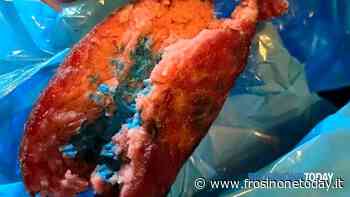 Colleferro, torna l’incubo dei bocconi avvelenati per gli animali - FrosinoneToday