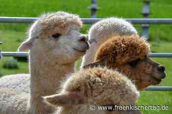 Last-Minute-Tipps für die Ferien im Kreis Kronach - Fränkischer Tag