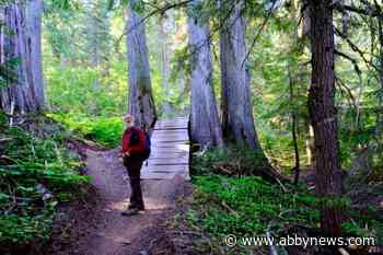 Kootenay forest management ignores old growth protection, two experts say