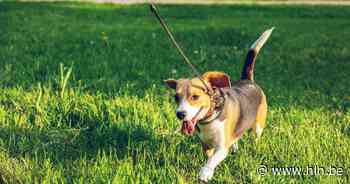 Woefkeswandeling laat honden en baasjes genieten op De Maat - Het Laatste Nieuws