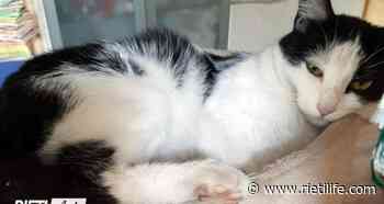 “Questa gatta scomparsa venerdì scorso da via Po a Rieti: per favore, aiutateci a trovarla” - Rieti Life