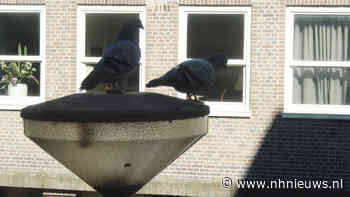 Huurder moet twintig 'therapeutische' postduiven van zolder halen - NH Nieuws