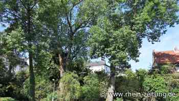 Wenn ein Baum ein Naturdenkmal ist: Esche verhindert Bau von Einfamilienhaus - Rhein-Zeitung