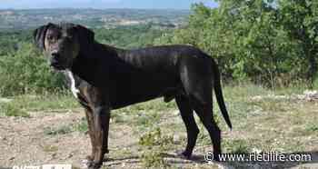 “Questo cane è scomparso: ha seri problemi di salute, troviamolo!” - Rieti Life