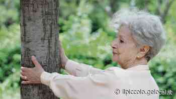 Diamo un nome agli alberi monumentali, dagli artisti ai politici Trieste si schiera per valorizzare le piante più antiche - Il Piccolo