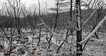 Incendi FVG, emergenza rientrata in tutte le province - Trieste News