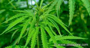 Ferrara, il giudice restituisce 37 kg di cannabis light a un contadino - dissapore