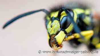 Wespenplage? Warum sich die Tiere 2022 besonders wohl fühlen