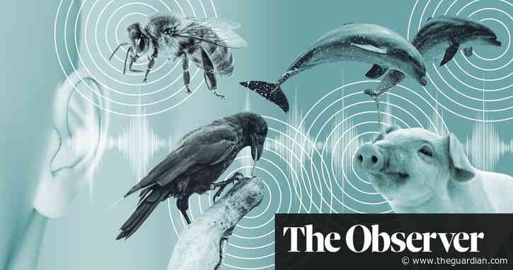 Can artificial intelligence really help us talk to the animals?