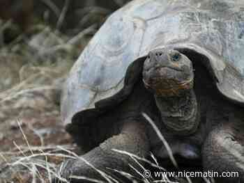 En Angleterre, une tortue blessée sur les rails perturbe le trafic ferroviaire