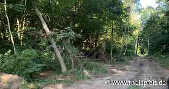 Brandgefahr, Impfzentrum in Landstuhl und Verwüstung im Wald – Kaiserslautern kompakt - Kaiserslautern - Rheinpfalz.de