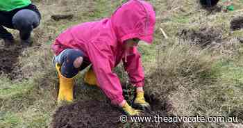 Wynyard Landcare plants vegetation at Fossil Bluff for National Tree Day - The Advocate