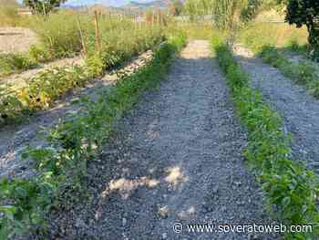 Settemila mq irrigati illegalmente a Germaneto, scatta il sequestro - Soverato Web