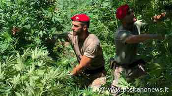 Gragnano e Agerola, operazione Green Life tra abusivismi e droga - Positanonews - Positanonews