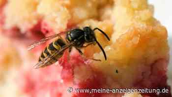 Wespen vertreiben: Das mögen die Insekten gar nicht – so bleiben sie weg
