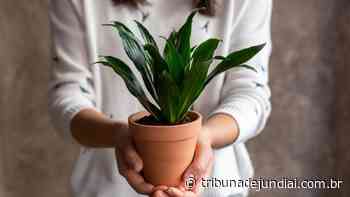Aprenda como plantar e cuidar da Dracena e deixar sua casa mais moderna - Tribuna de Jundiaí