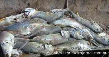 VÍDEO: Pescadores denunciam crime ambiental por pesca com bomba em Saubara - Primeirojornal