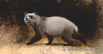 Extinct panda species found in Europe reinforces that the animal's origins are not all black and white
