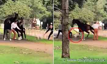 Horse attacked by pitbull dog at Sydney's Centennial Park as witness slams owners - Daily Mail