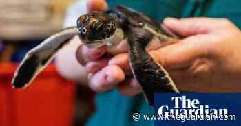 Tiny turtle pooed ‘pure plastic’ for six days after rescue from Sydney beach - The Guardian