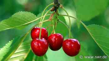 Kann man an die Stelle eines alten Kirschbaumes einen neuen pflanzen? - SWR