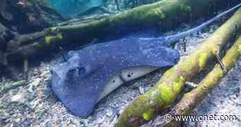 Surprise: Listen to Wild Stingrays Make Clicking Sounds     - CNET