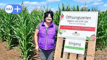 Erdbeerhof Meyer Laatzen: So findet man den Weg aus dem Maislabyrinth - HAZ