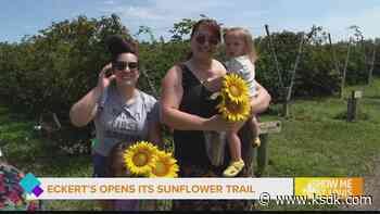 Eckert's Belleville Farm opens its sunflower trail with the Sunflower Experience & Sunflower Date Night - KSDK.com