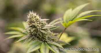 How close can a marijuana store be to a Belleville school? Official questions current rule - St. Louis Public Radio