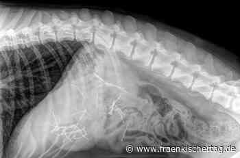 Köder voller Nadeln in Coburg – Angst um eine Mischlingshündin. - Fränkischer Tag